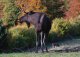 European moose