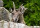 Alpensteinbock