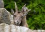 Alpensteinbock