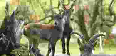 New: Ibex-Safari in the Wildlife Park Langenberg