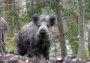 Wild boar