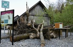 Stehendes und liegendes Totholz auf dem Besucherareal im Sihlwald. 