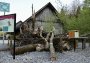 Stehendes und liegendes Totholz auf dem Besucherareal im Sihlwald. 