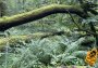 25 years of wild Sihlwald