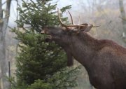 Elche frisst nicht verkauften Weihnachtsbaum