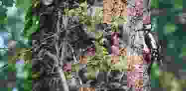 Mit Pro Natura auf Spuren von Reh und Specht