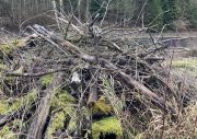 Pile of branches in the Wildnispark Zurich Sihlwald. 