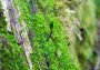 Grünes Koboldmoos