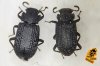 Kerbhalsige Zunderschwamm-Schwarzkäfer: Bolitophagus Reticulatus