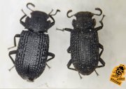 Bolitophagus Reticulatus Beetle