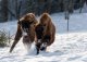 European bison