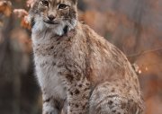 © Wildnispark Zürich / Stefan Eichholzer