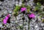 Mehrere Kartäusernelkenblüten. Pink, mit jeweils fünf Blütenblättern. Sie wachsen als sogenannten Pionierpflanzen auf Ruderalflächen.