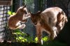 © Wildnispark Zürich / Albert Hanslin