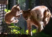 © Wildnispark Zürich / Albert Hanslin