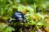 Insekten und Naturwald