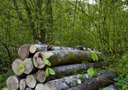 Stacked wood on the grounds of the Visitor Centre in Sihlwald. 