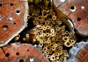 Section of a wild bee nesting aid (bee hotel) made of drilled wood and bamboo tubes focussing on a bee's rear end
