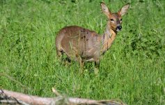 Roe deer