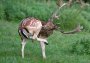 Damhirsch