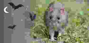 Wildlife Day: «The mice are on the loose!»