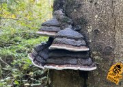 Tinder Fungus