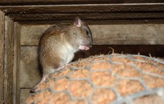 Brown rat