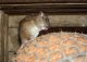 Brown rat