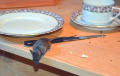 House mouse