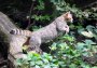 European wildcat