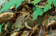 Grasfrosch_Wildnispark_Zuerich