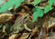 Grasfrosch_Wildnispark_Zuerich