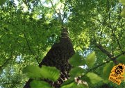 Beech Tree